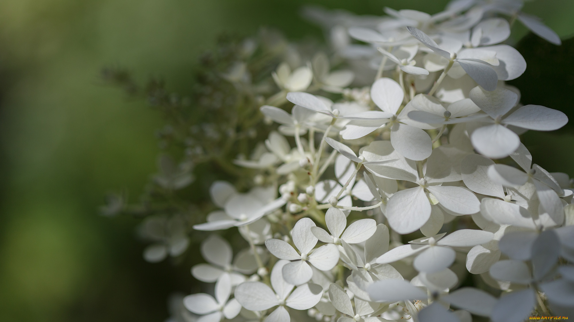 цветы, гортензия, макро