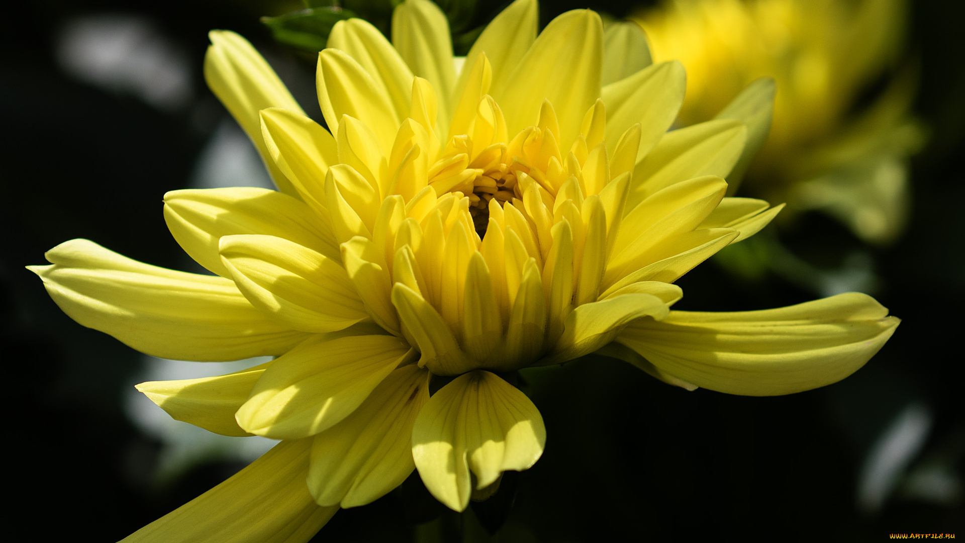 цветы, хризантемы, хризантема