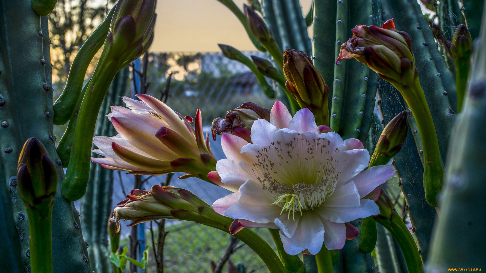 цветы, кактусы, кактус