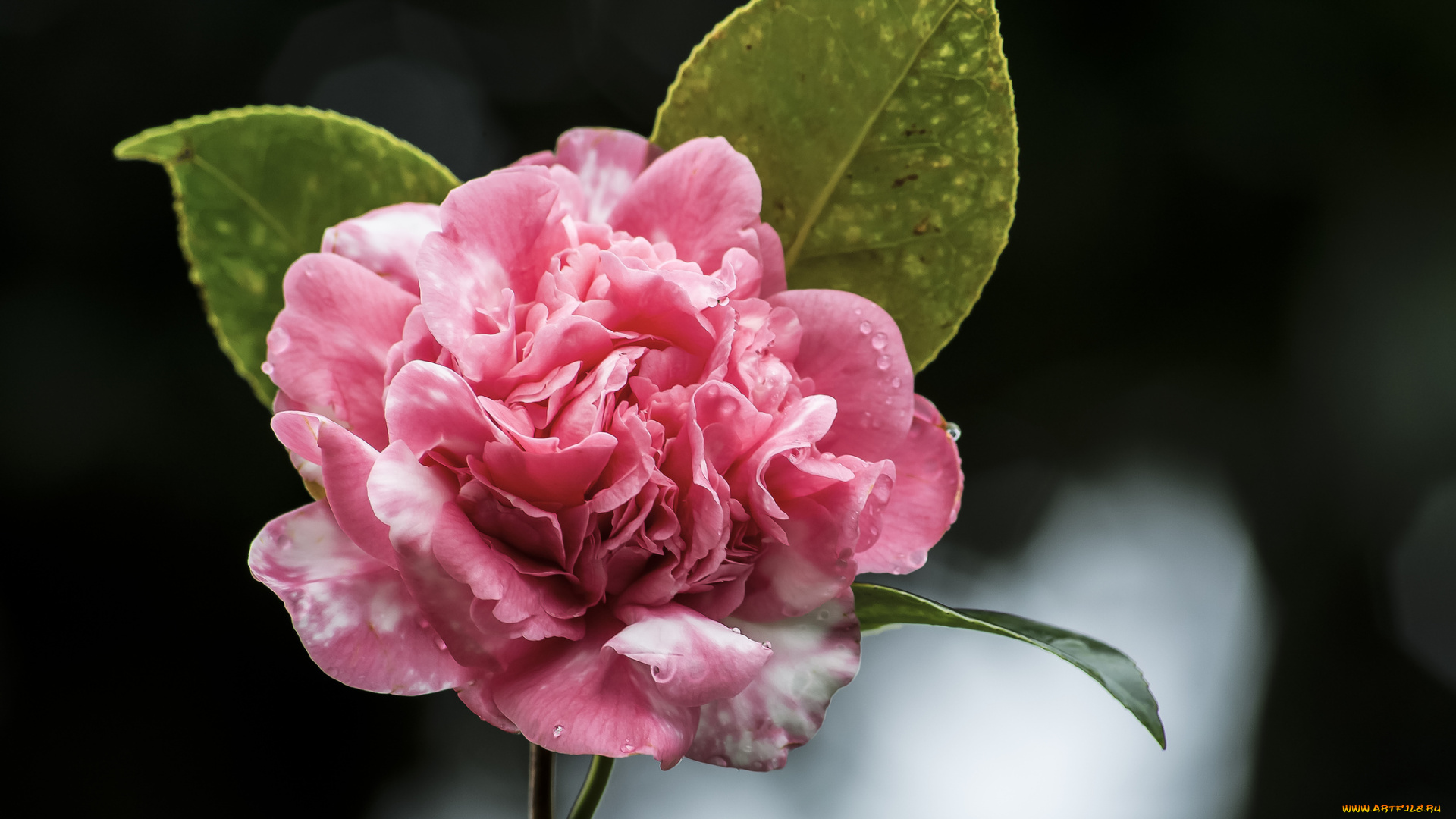 цветы, камелии, камелия, макро, лепестки, бутон