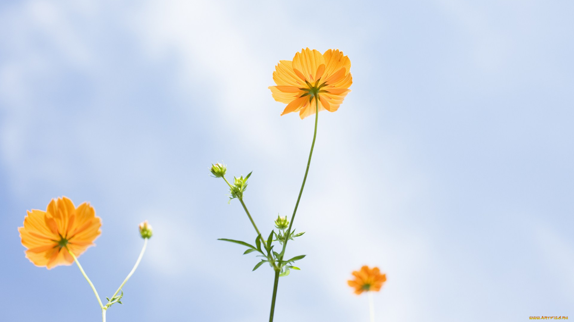 цветы, космея, оранжевая, небо