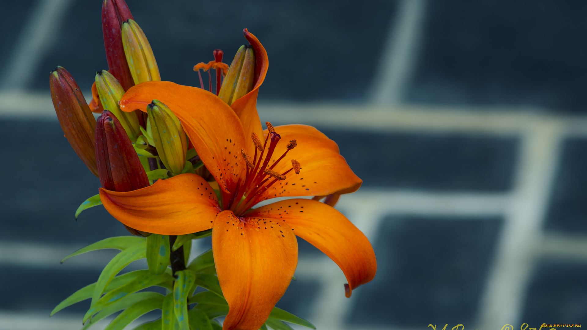 цветы, лилии, , лилейники, лилия