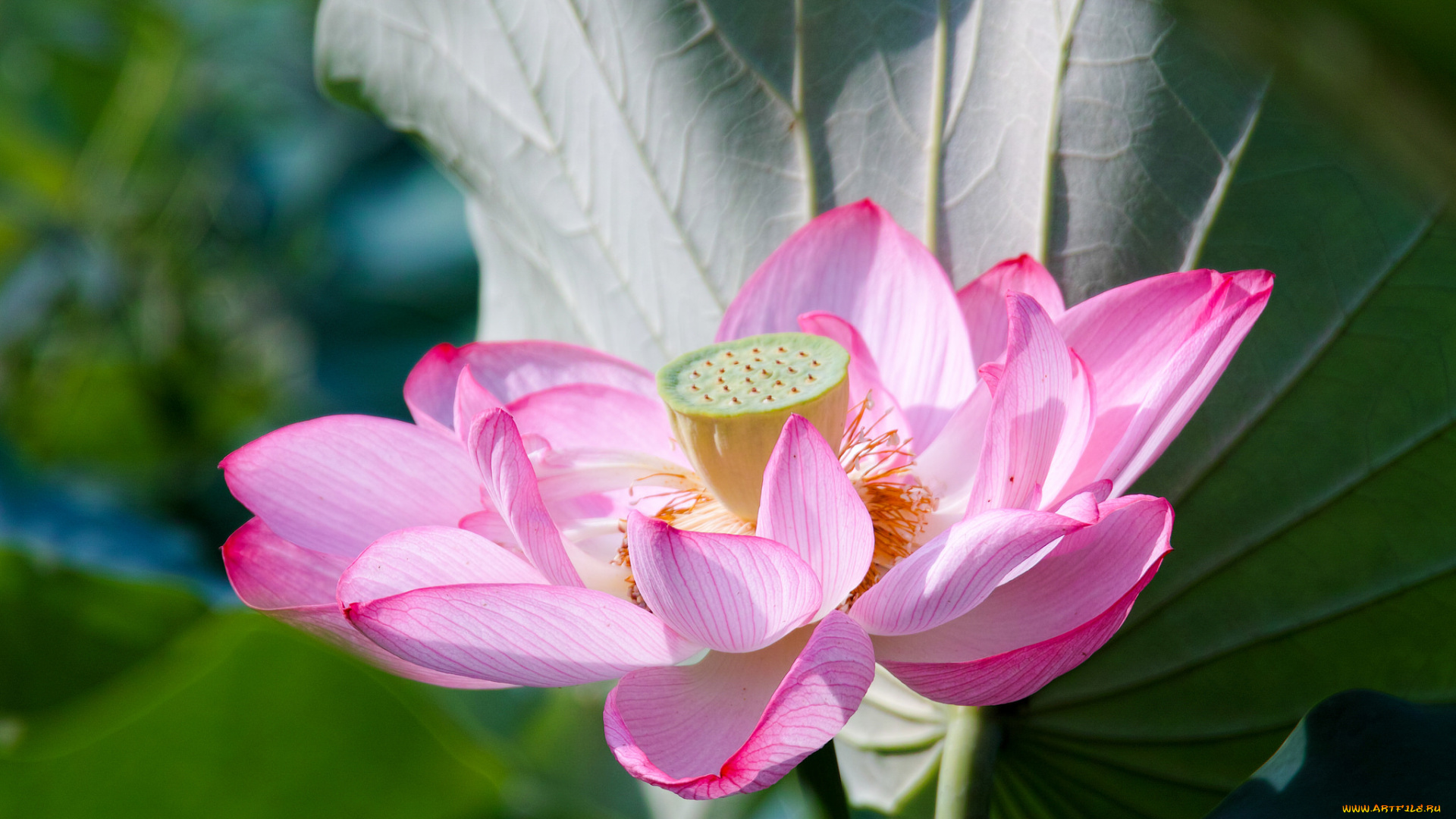 цветы, лотосы, природа, лотос, лепестки, макро