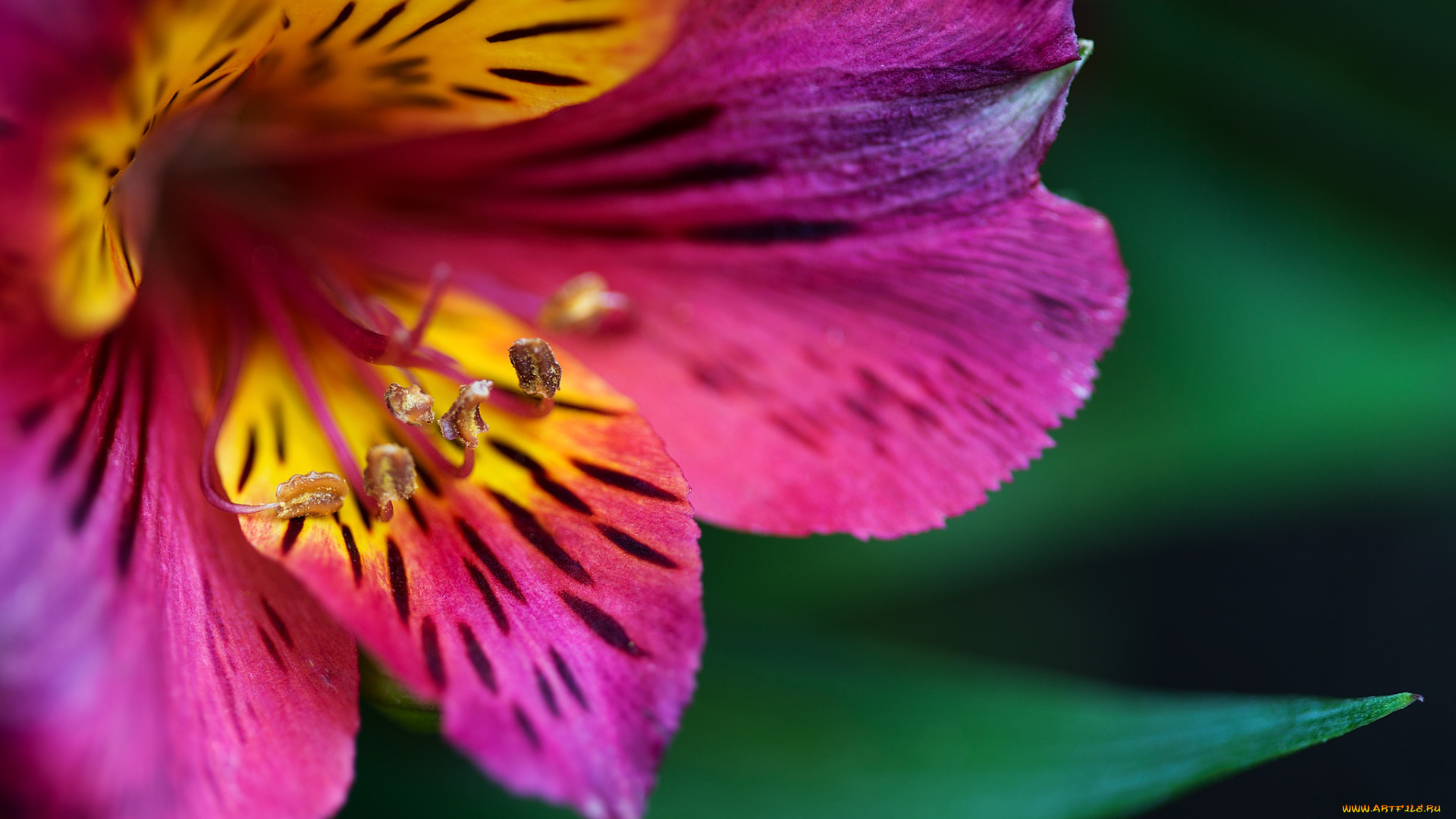 цветы, макро, цветок, цвет