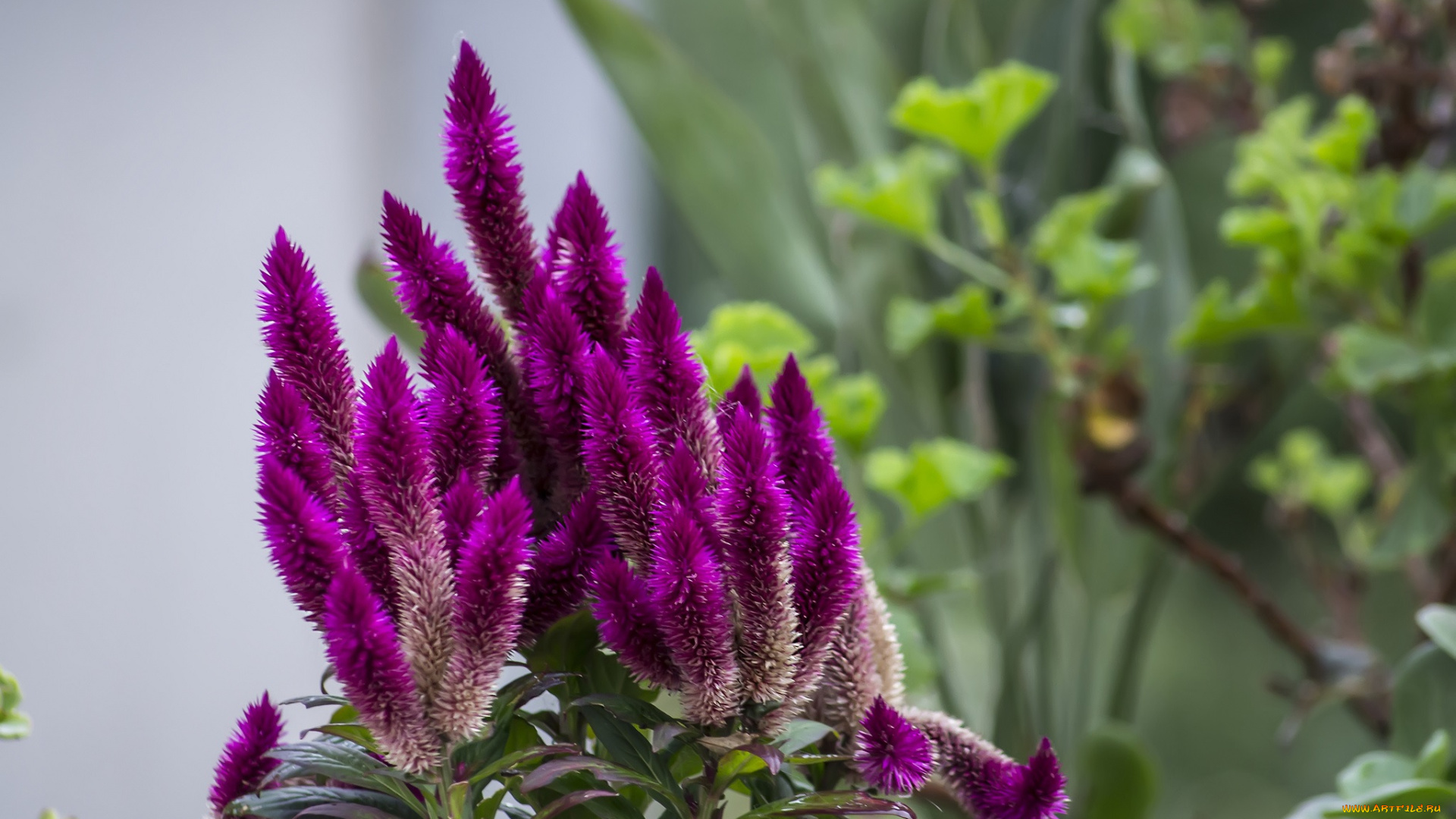 цветы, малиновые