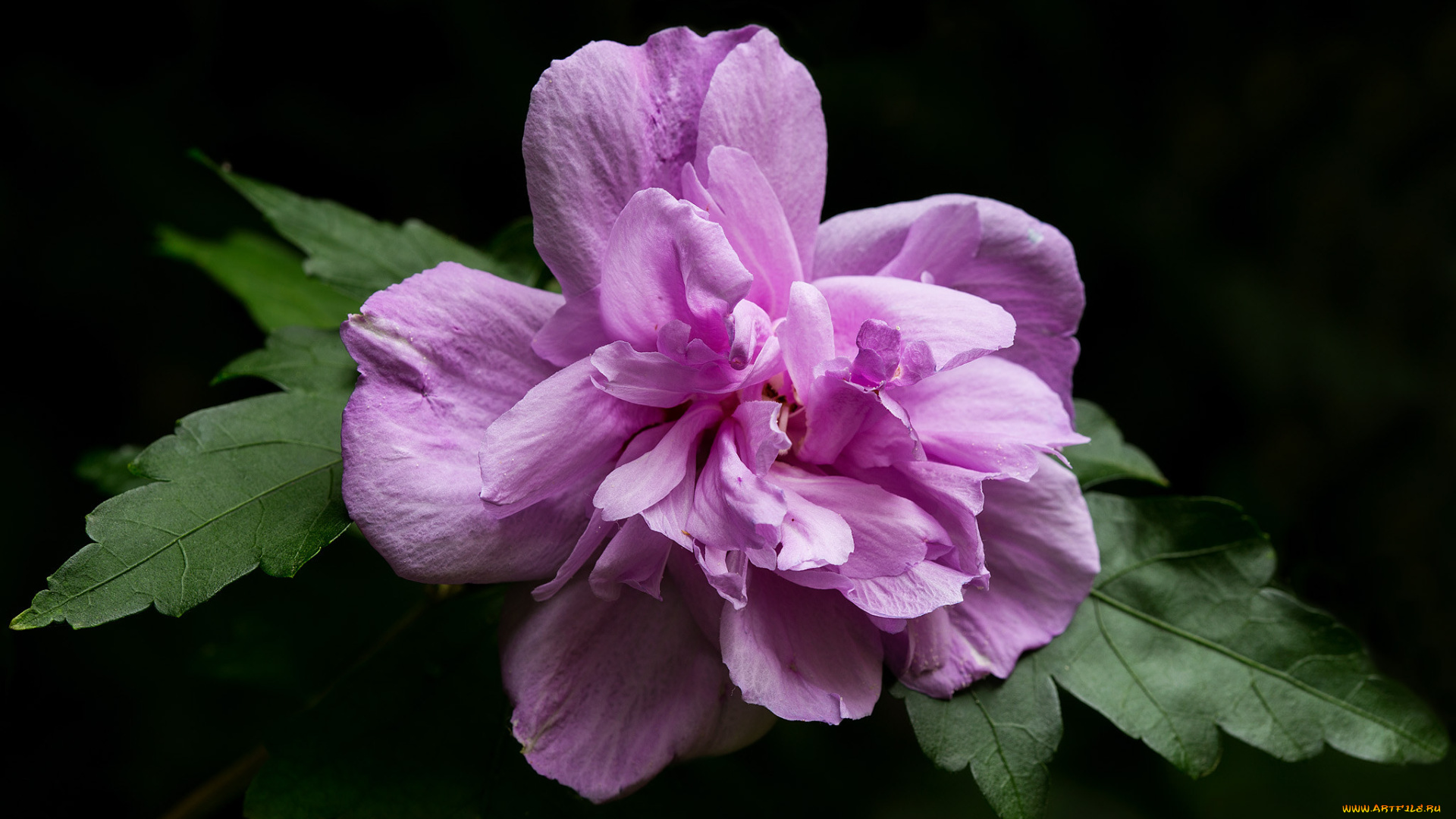 цветы, мальвы, розовый, листья, цветок