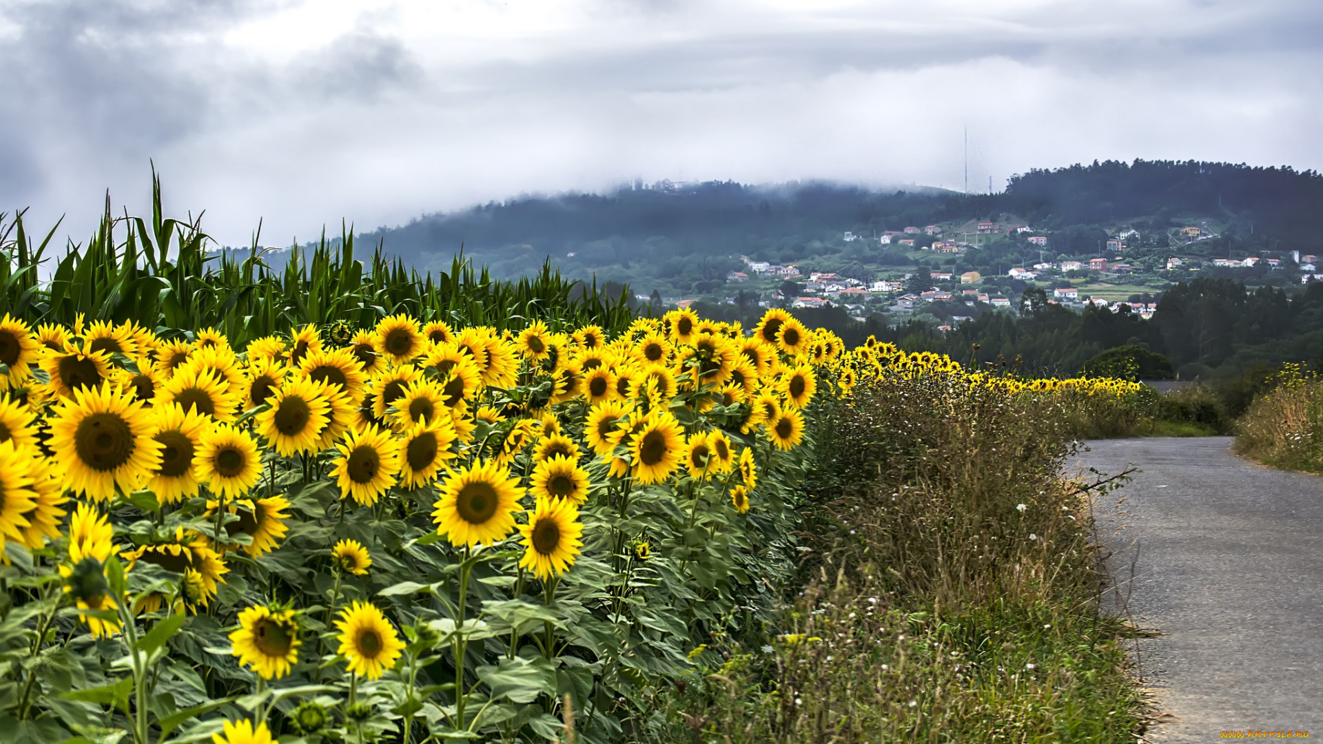 цветы, подсолнухи, дорога, город