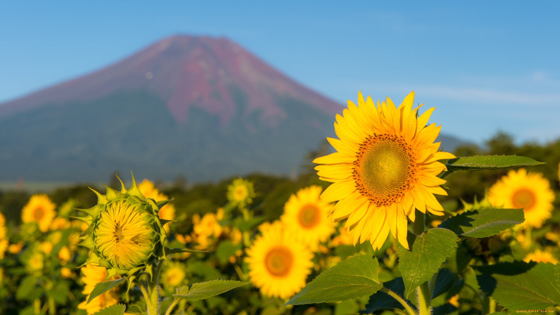 цветы, подсолнухи, солнечно, гора, небо