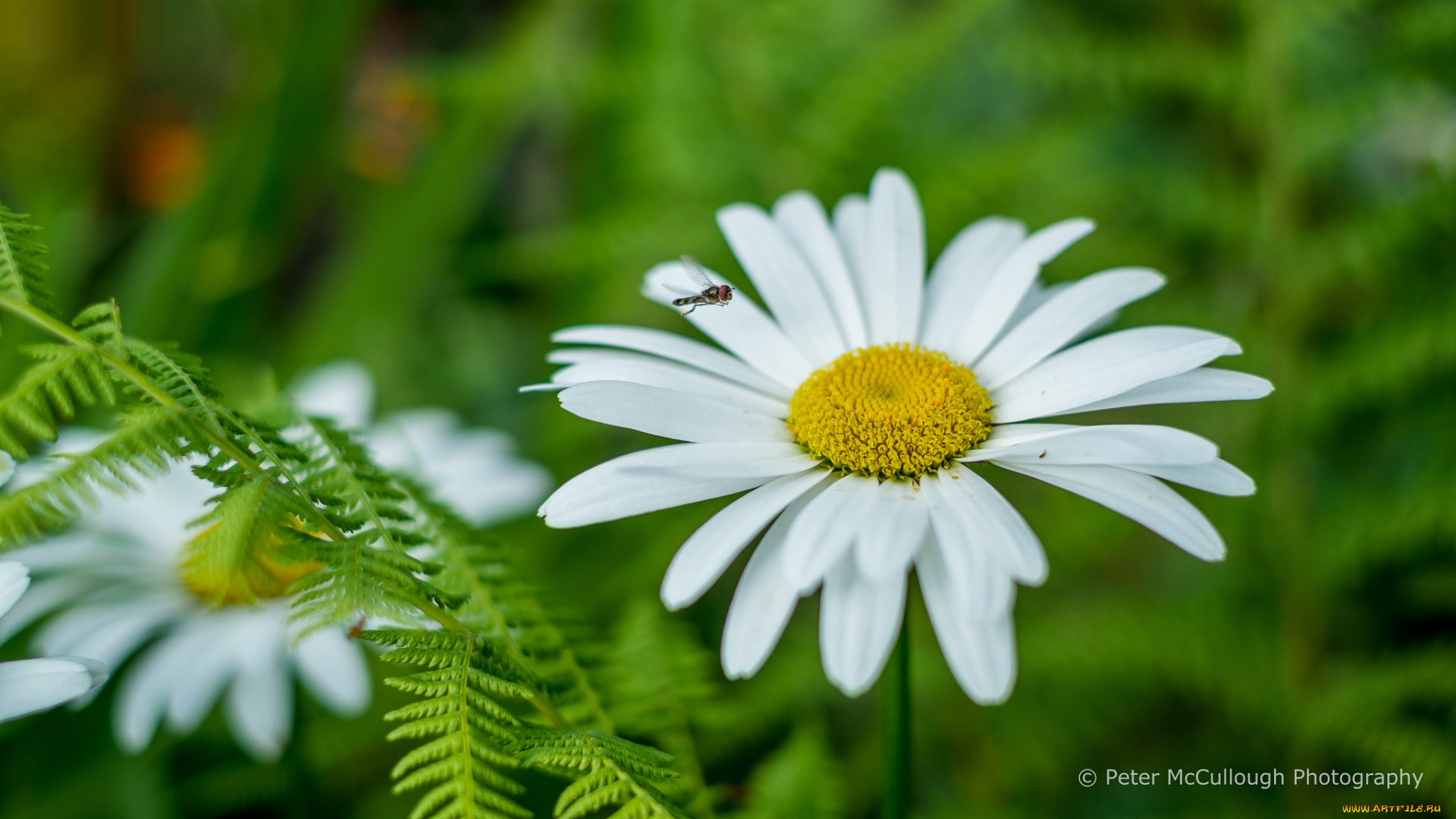 цветы, ромашки, лепестки, белый