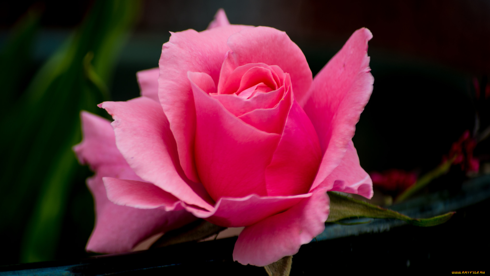 цветы, розы, бутон, роза, листья