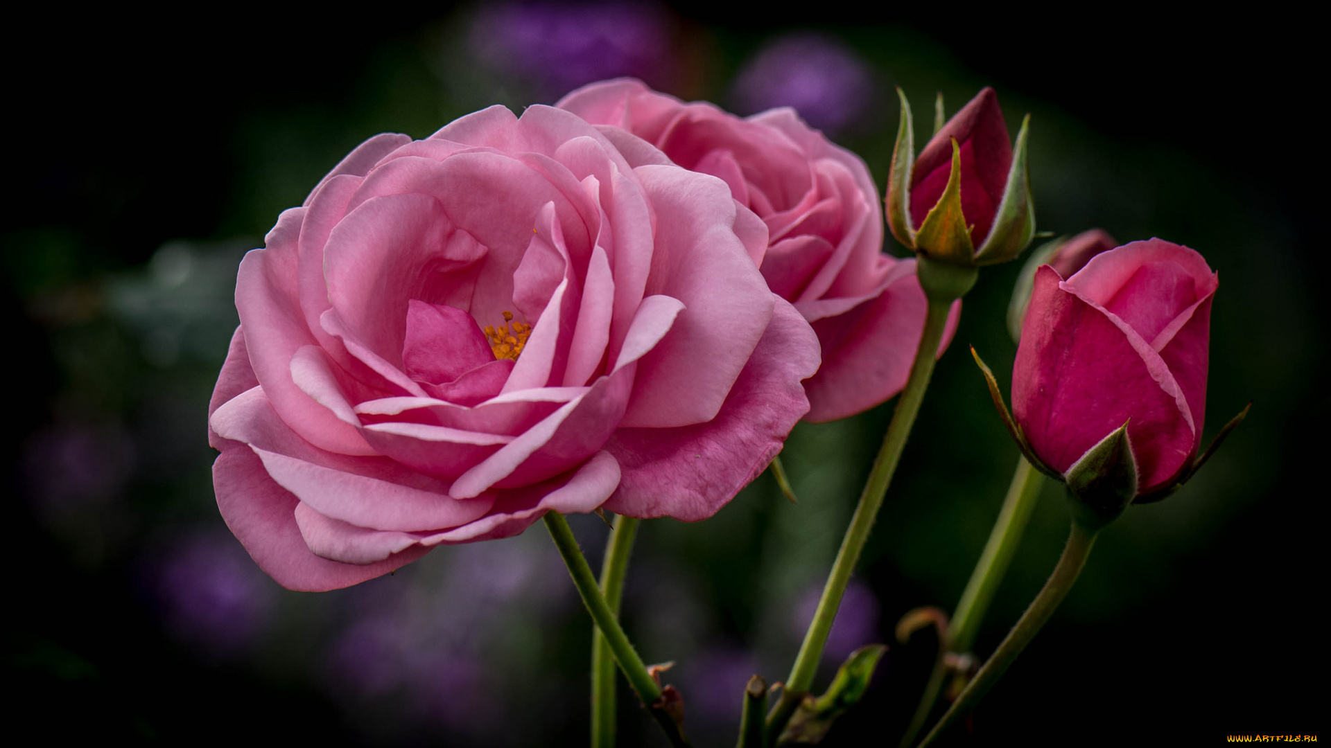 цветы, розы, цветок