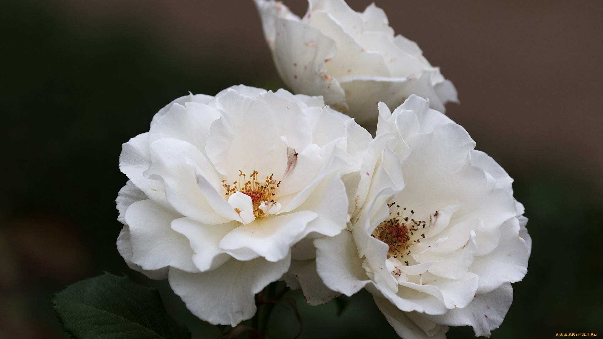 цветы, шиповник, белые, розы