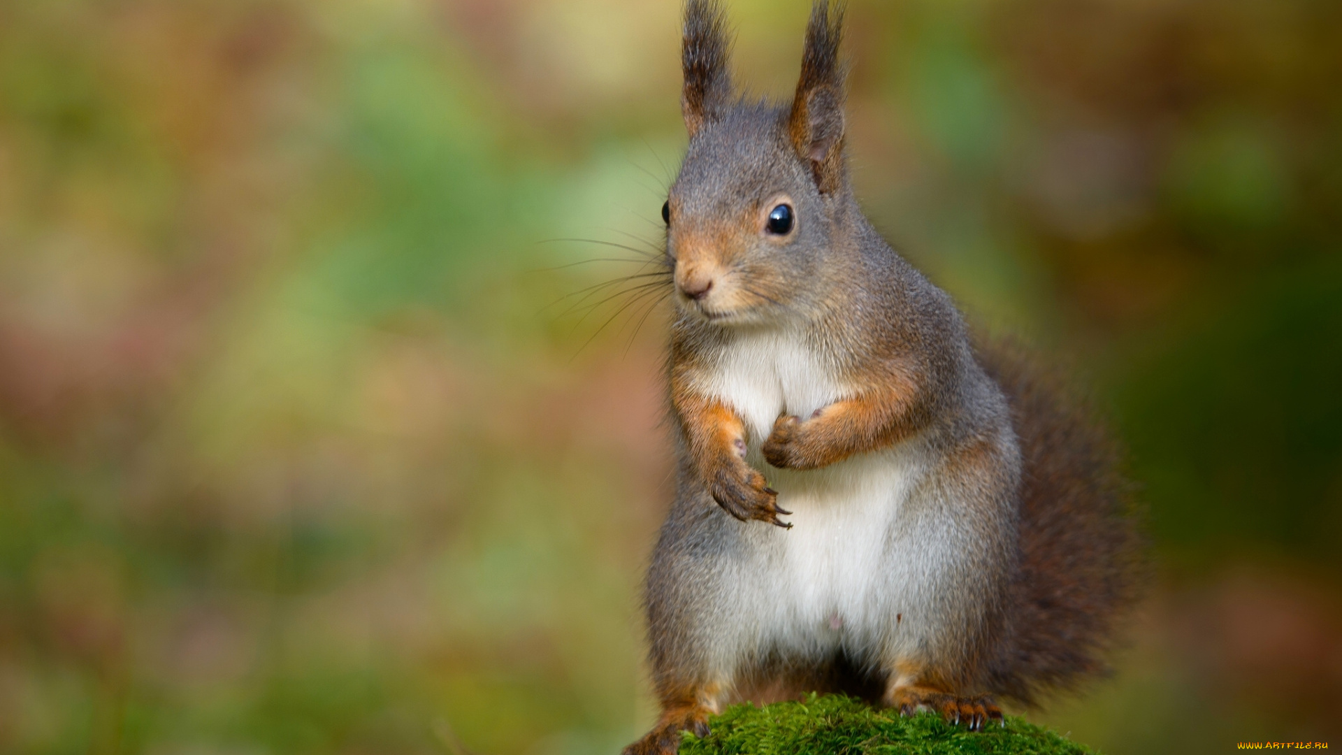 животные, белки, боке, мох, белка