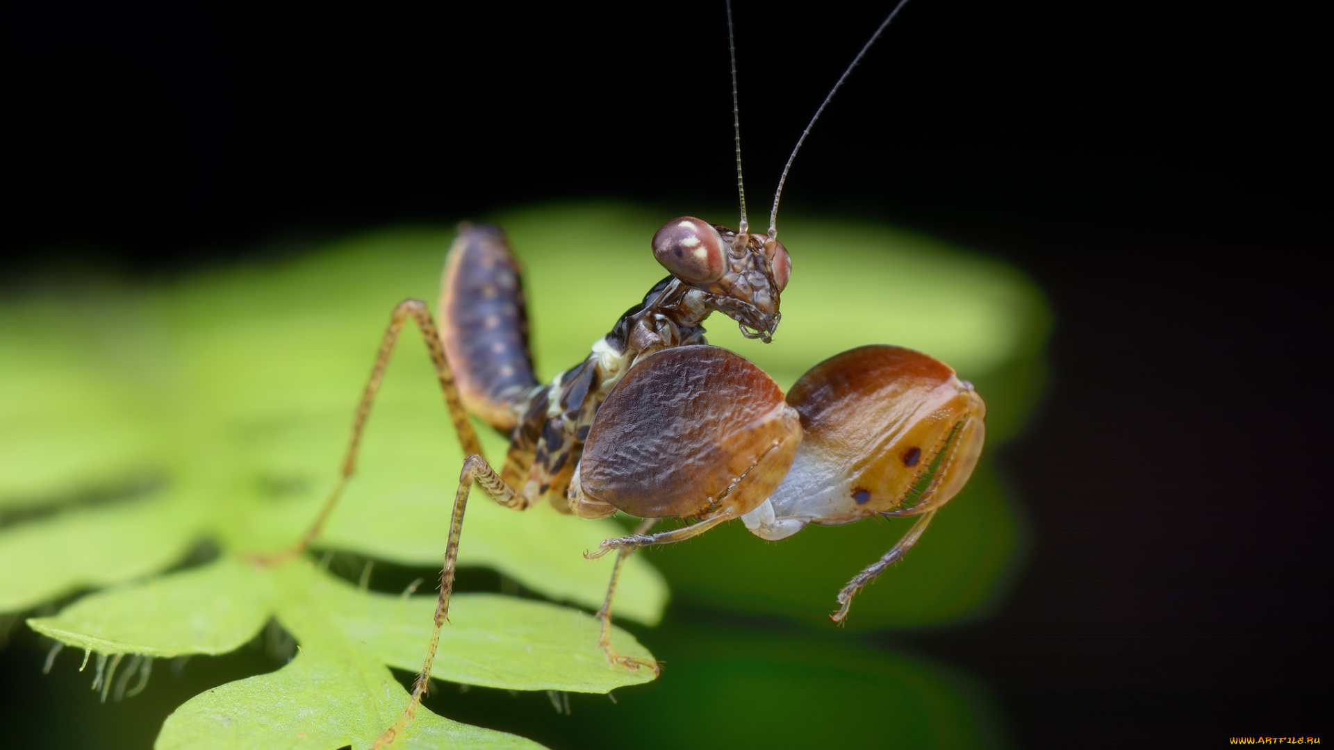 животные, богомолы, зеленый, поверхность, насекомое, богомол, лист, усики