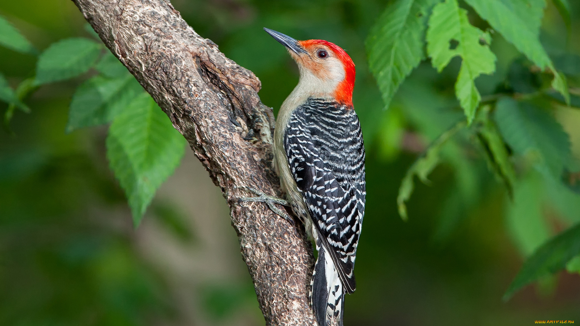 животные, дятлы, листья, клюв, хвост, перья, птица, дятел, волнистый, дерево, ствол, ветка
