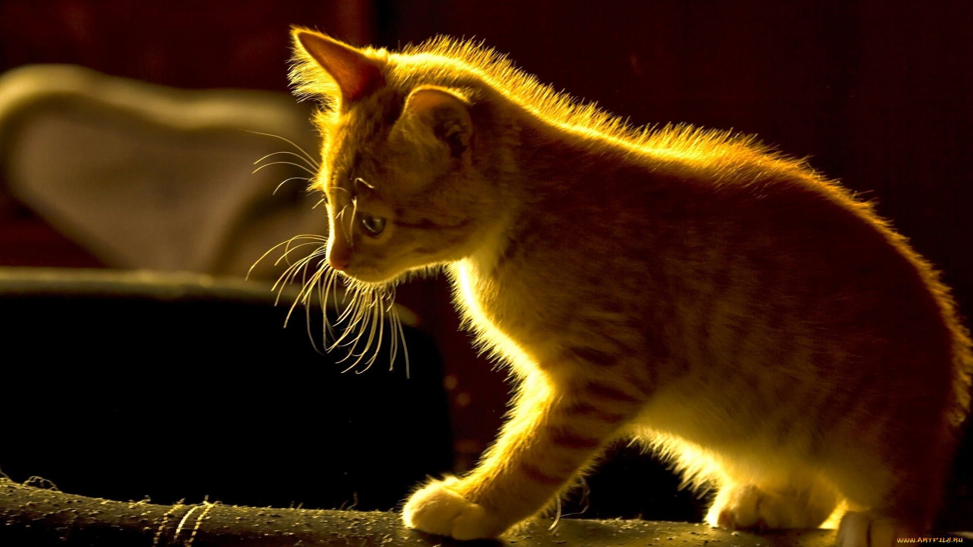 животные, коты, котёнок, рыжий