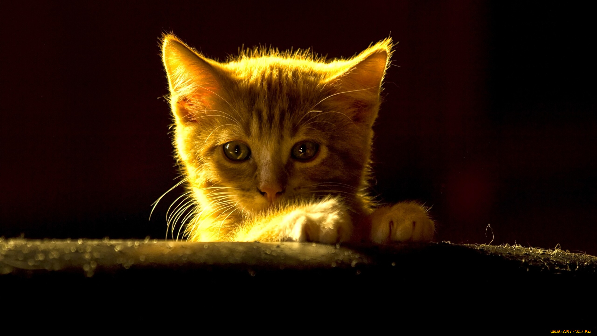 животные, коты, рыжий, котёнок, взгляд