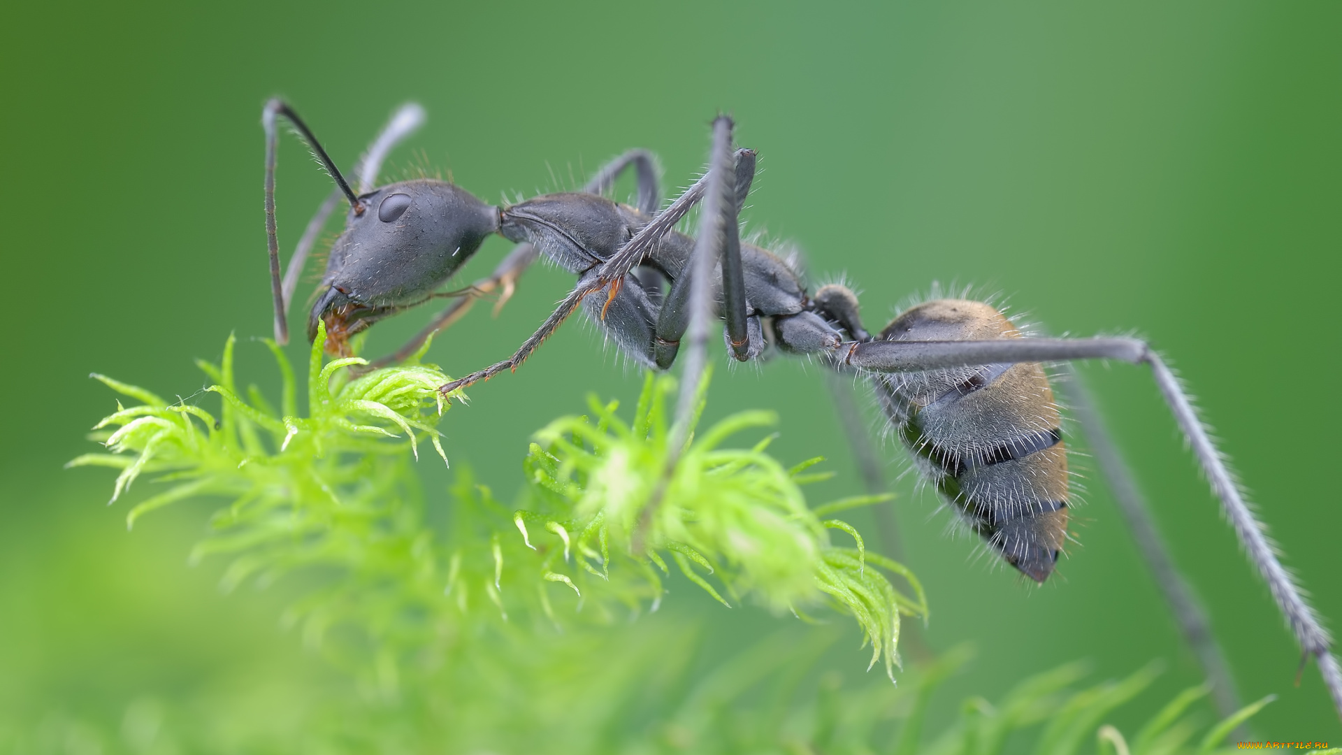 животные, насекомые, мох, муравей, фон, макро