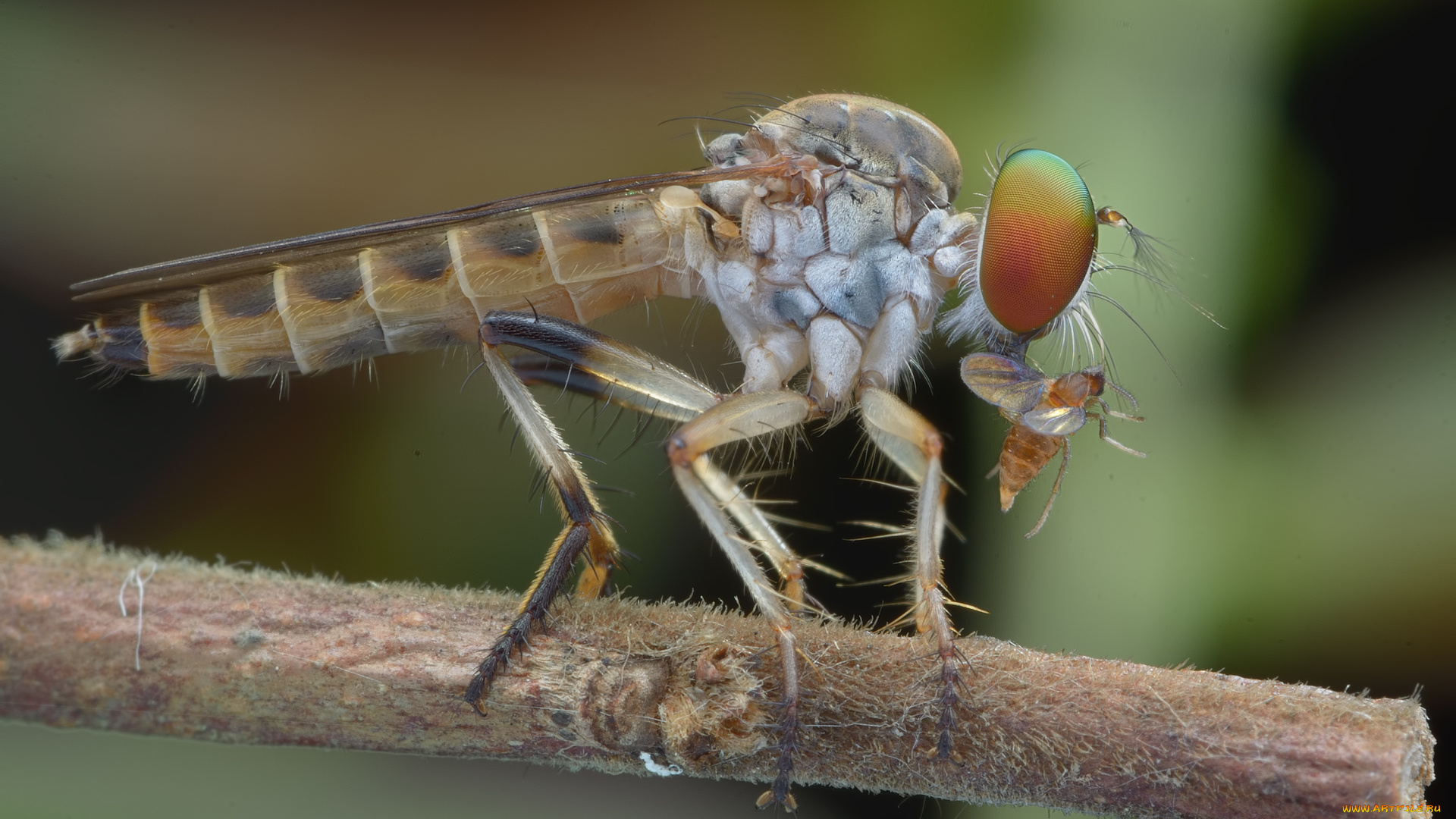 животные, насекомые, утро, жук, травинка, фон, насекомое, макро