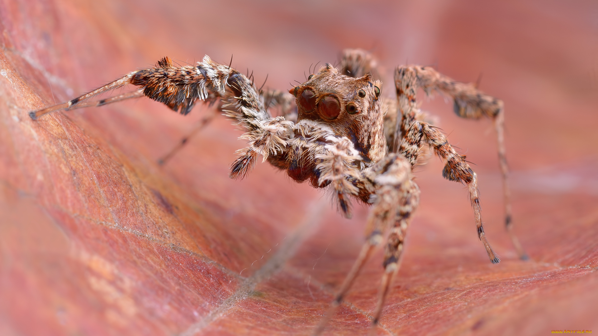 животные, пауки, насекомое, макро, паук