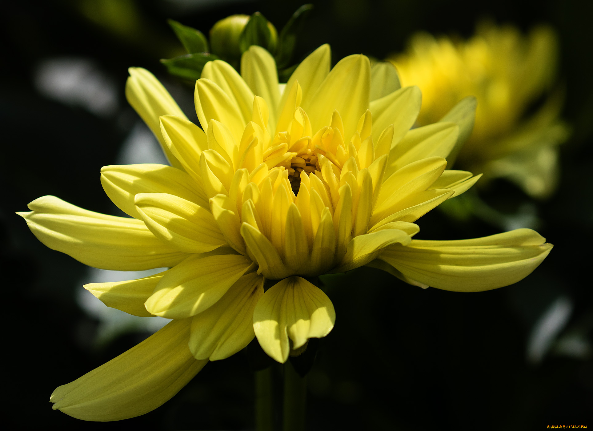 цветы, хризантемы, хризантема