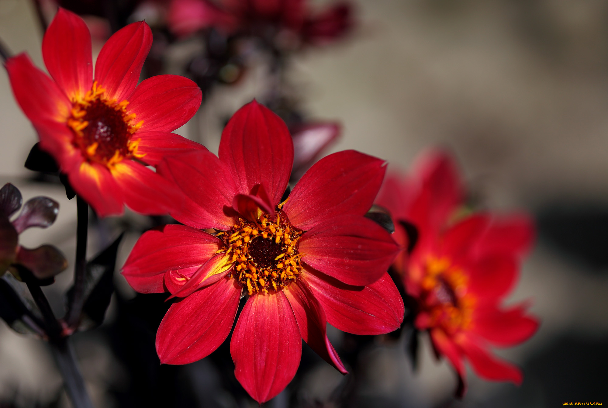 цветы, георгины