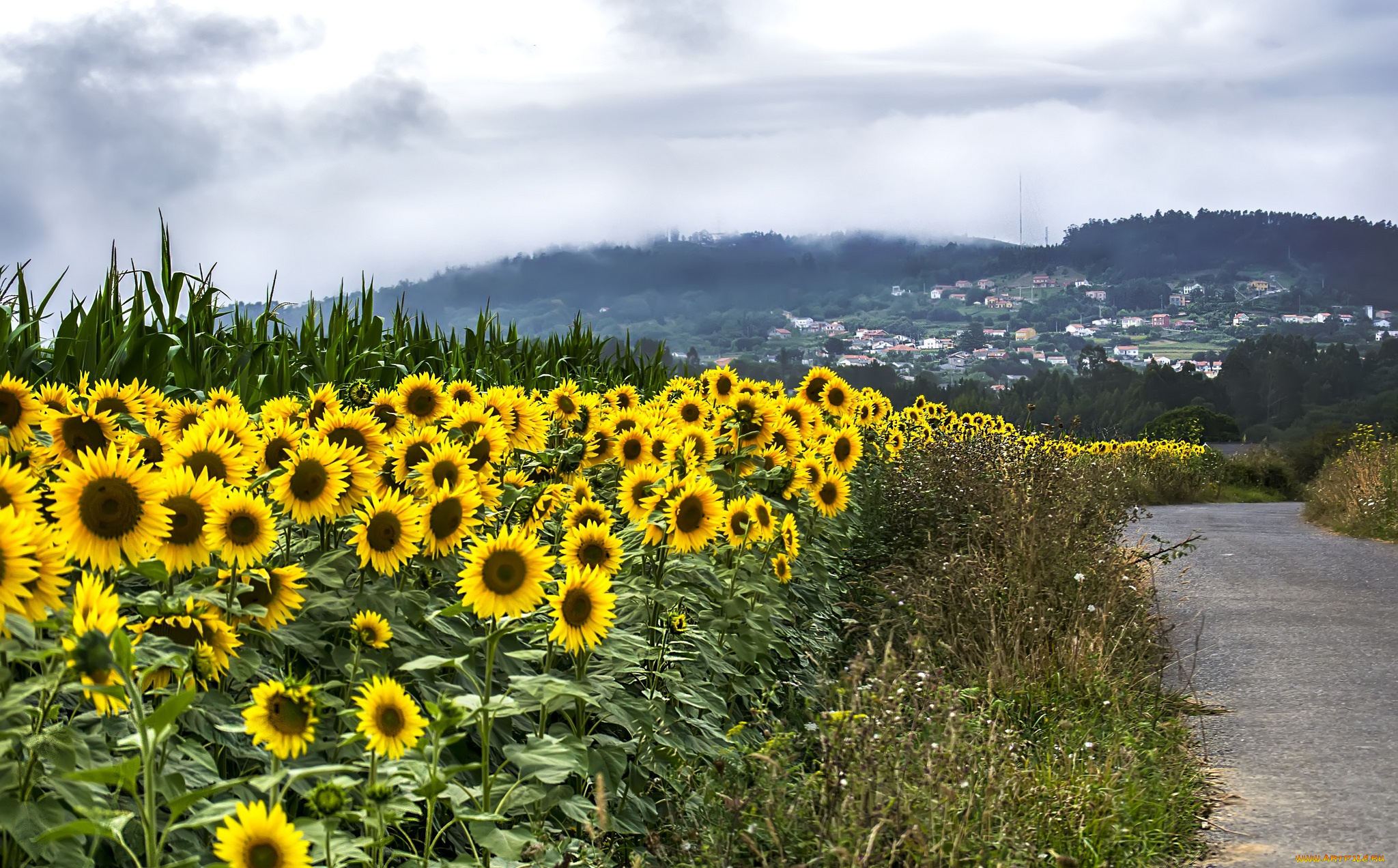 цветы, подсолнухи, дорога, город