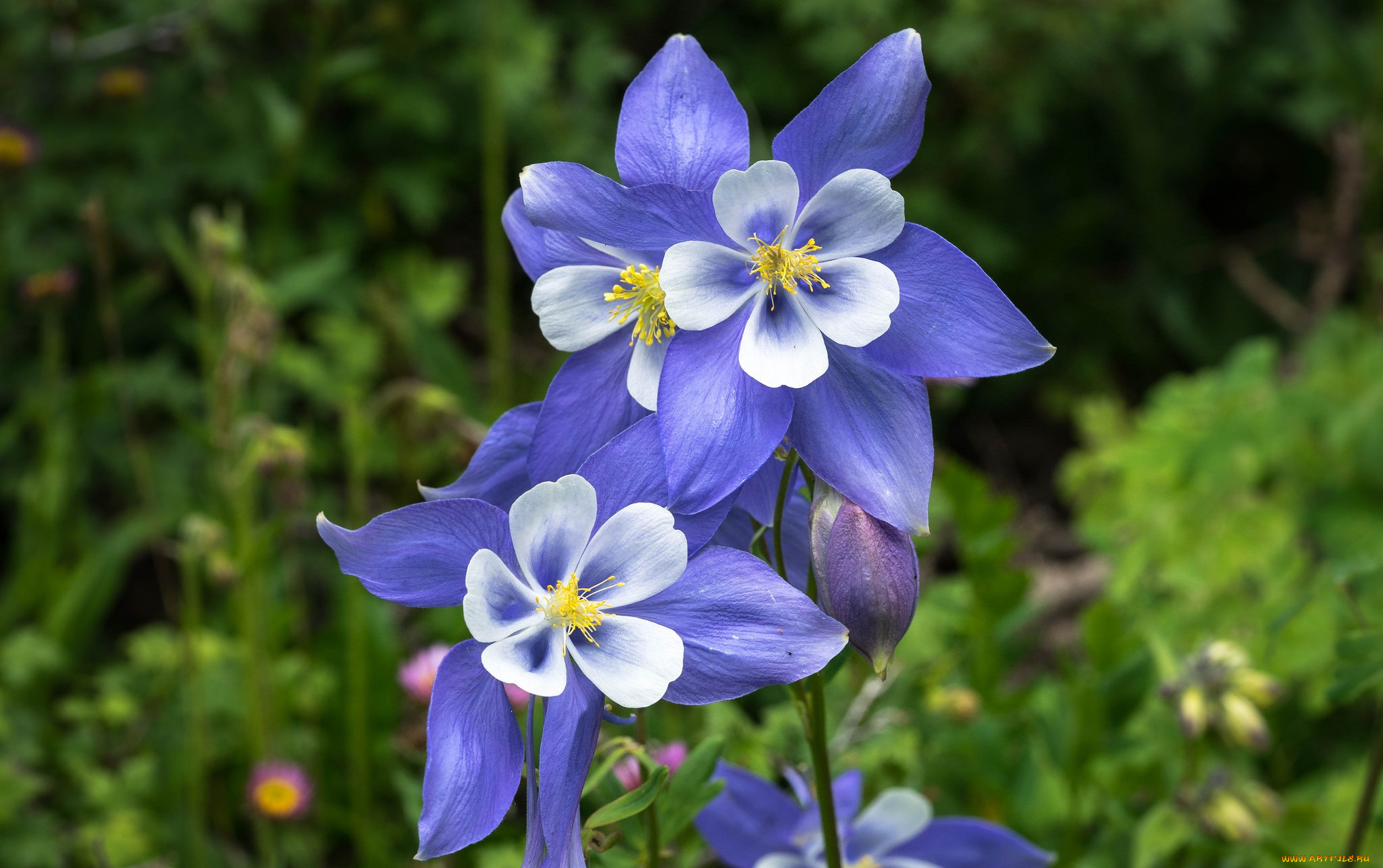 цветы, аквилегия, , водосбор, аквилегия