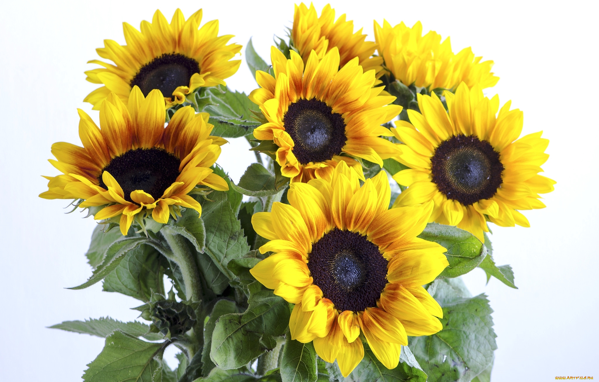 цветы, подсолнухи, желтый, лепестки