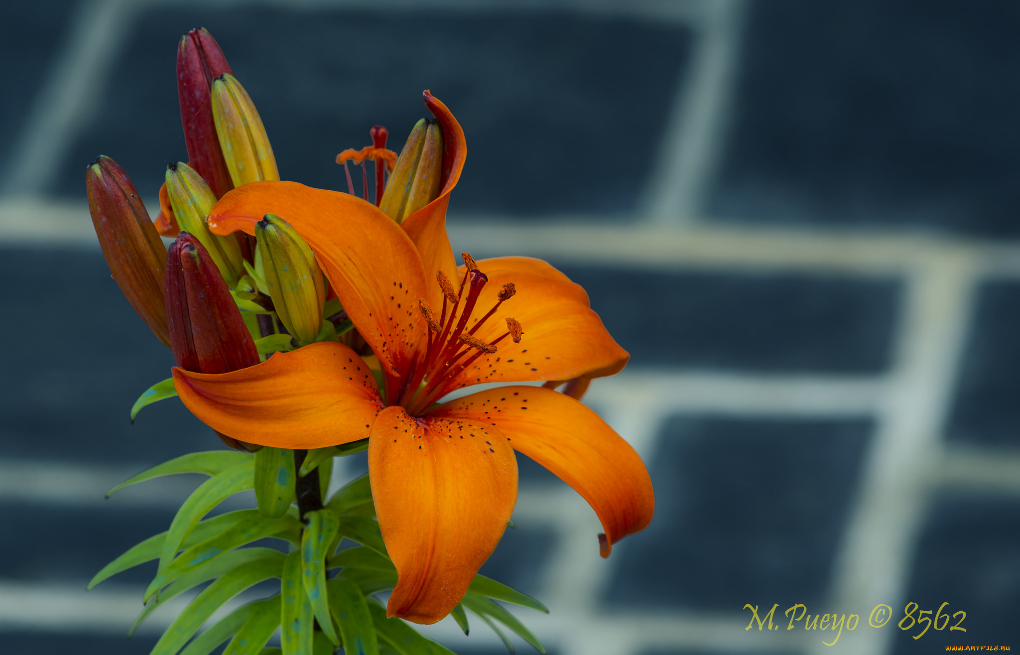 цветы, лилии, , лилейники, лилия