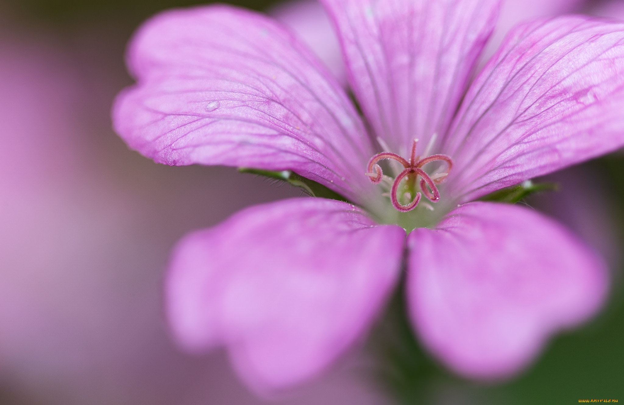 цветы, мальвы, мальва