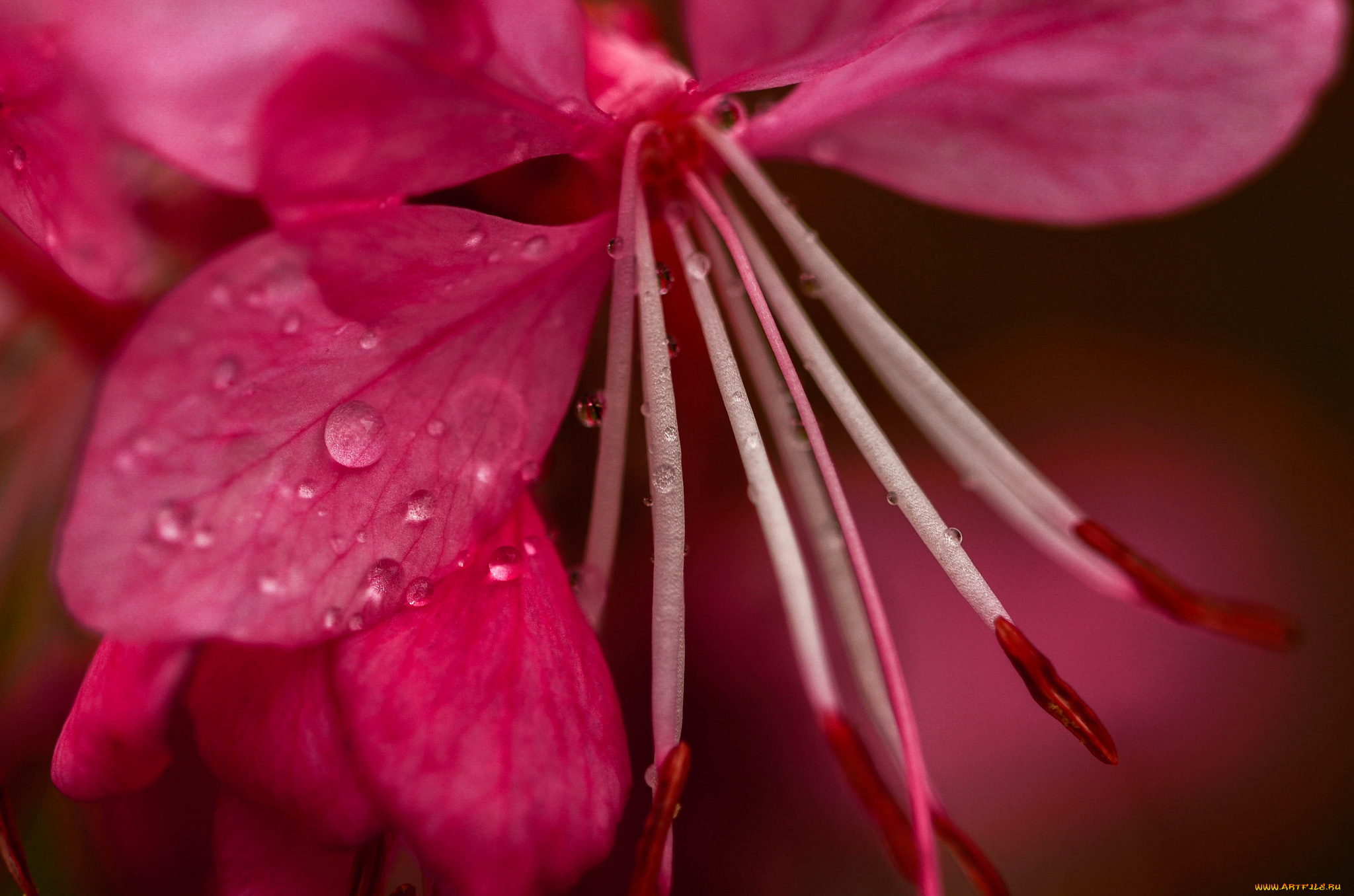 цветы, цветок, макро, капли