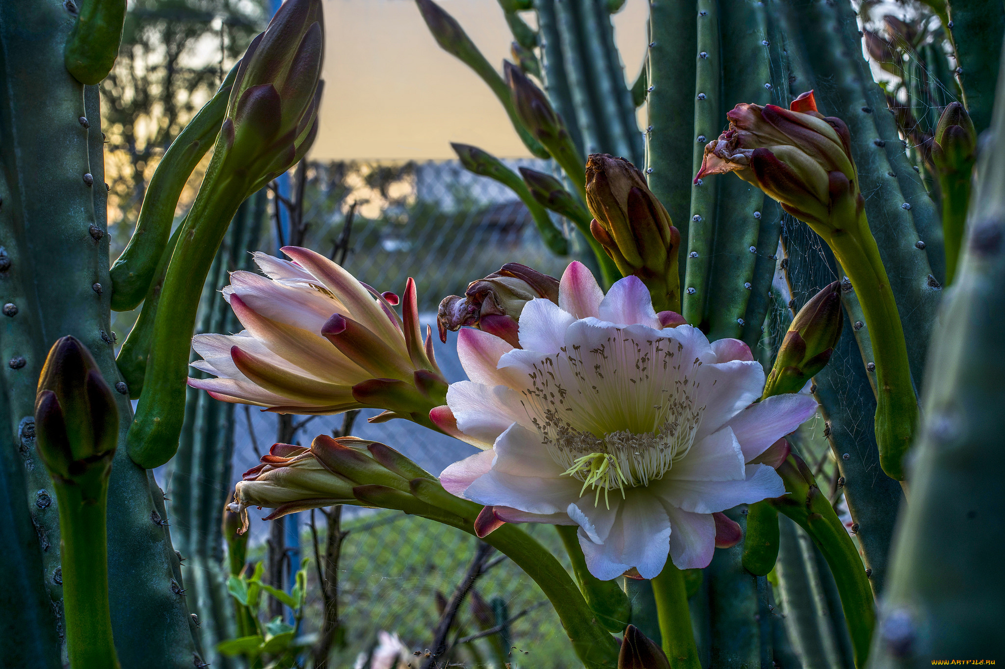 цветы, кактусы, кактус