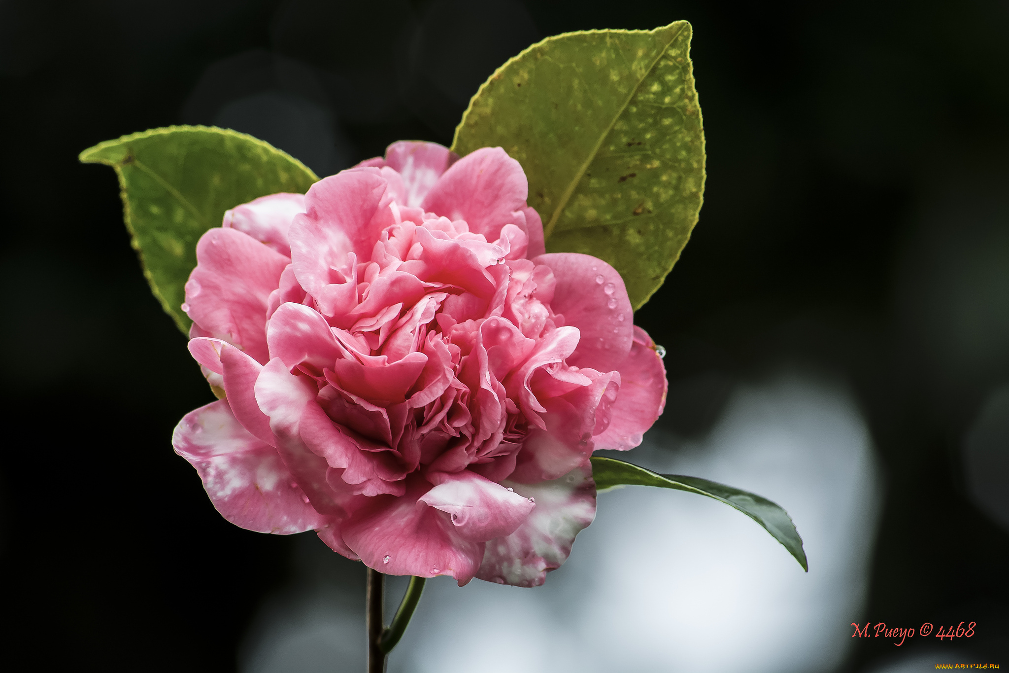 цветы, камелии, камелия, макро, лепестки, бутон