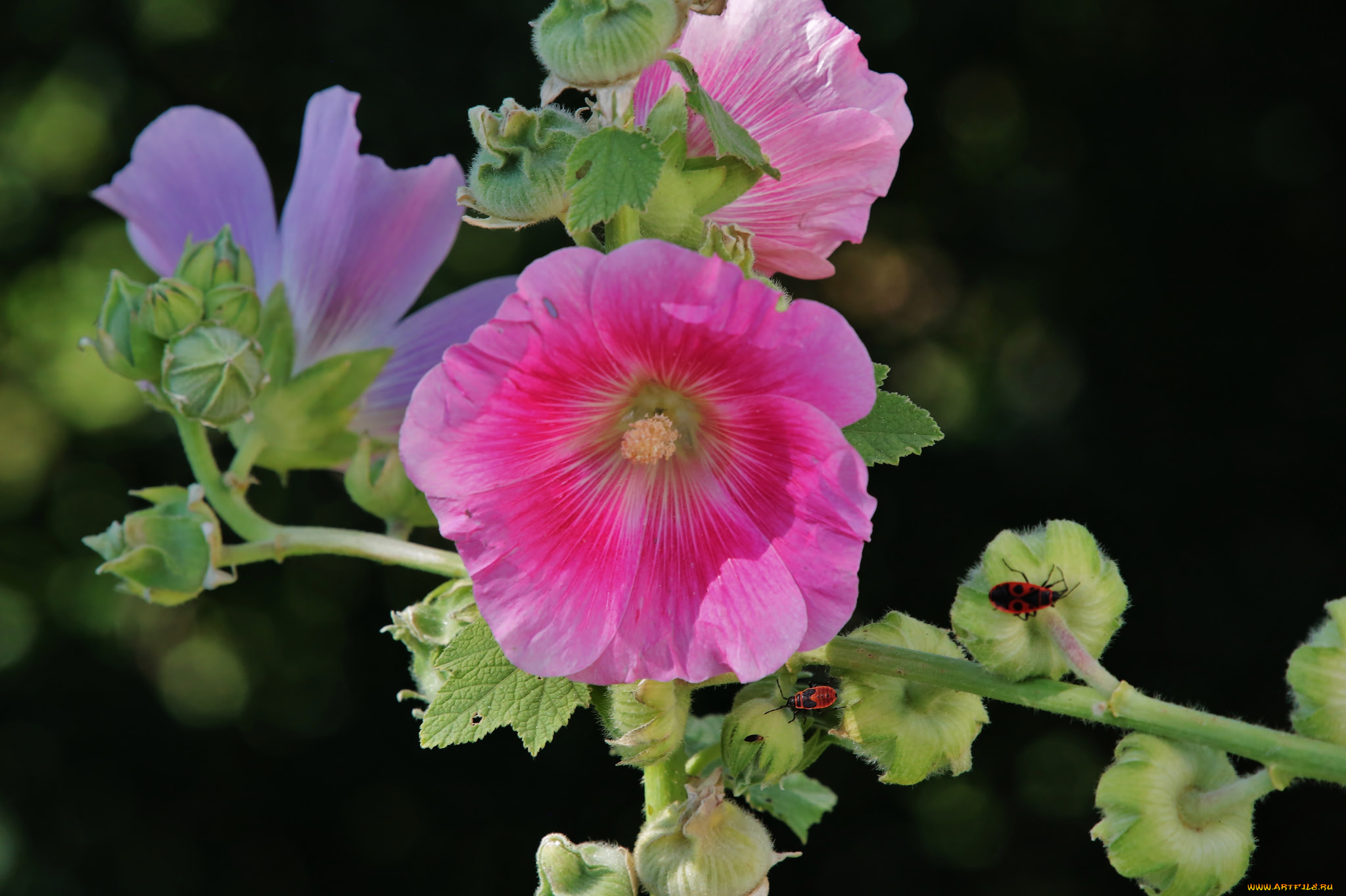 цветы, мальвы, мальва