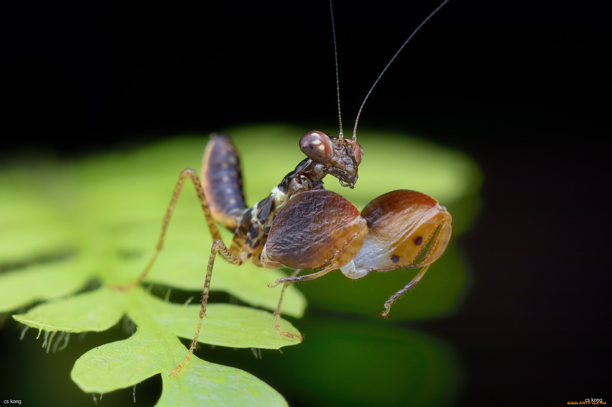 животные, богомолы, зеленый, поверхность, насекомое, богомол, лист, усики