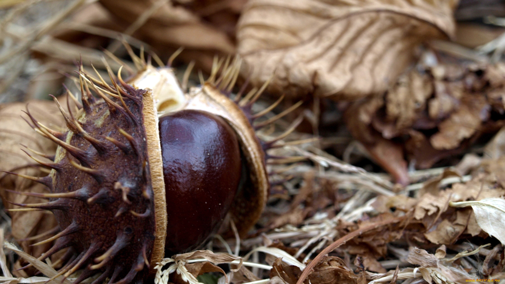 природа, шишки, , жёлуди, , каштаны, каштан