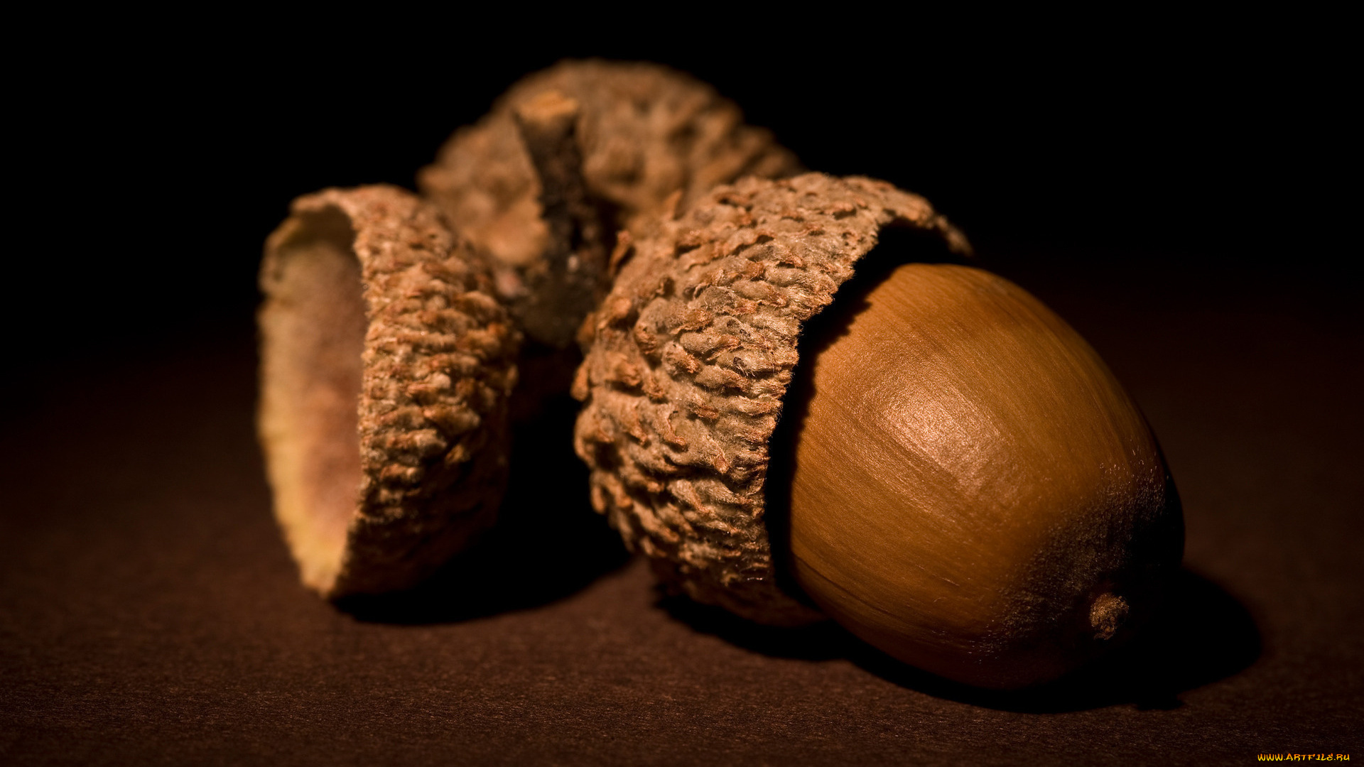 природа, шишки, , жёлуди, , каштаны, желуди