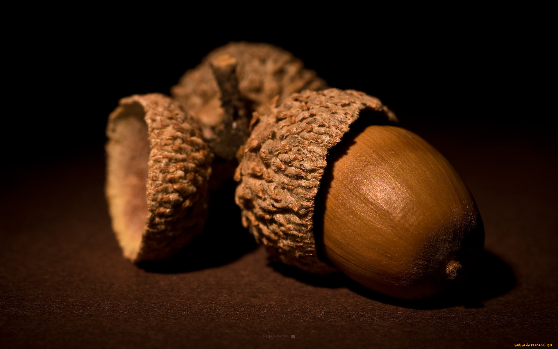 природа, шишки, , жёлуди, , каштаны, желуди