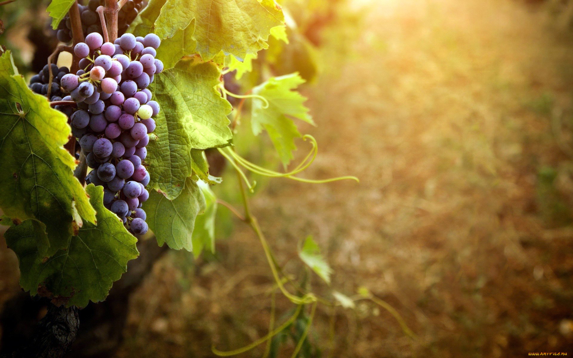 природа, Ягоды, , виноград, гроздь