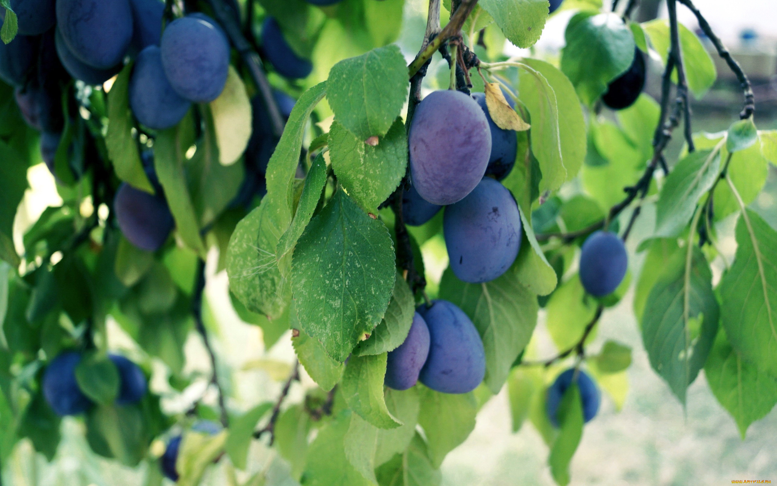 природа, плоды, сливы