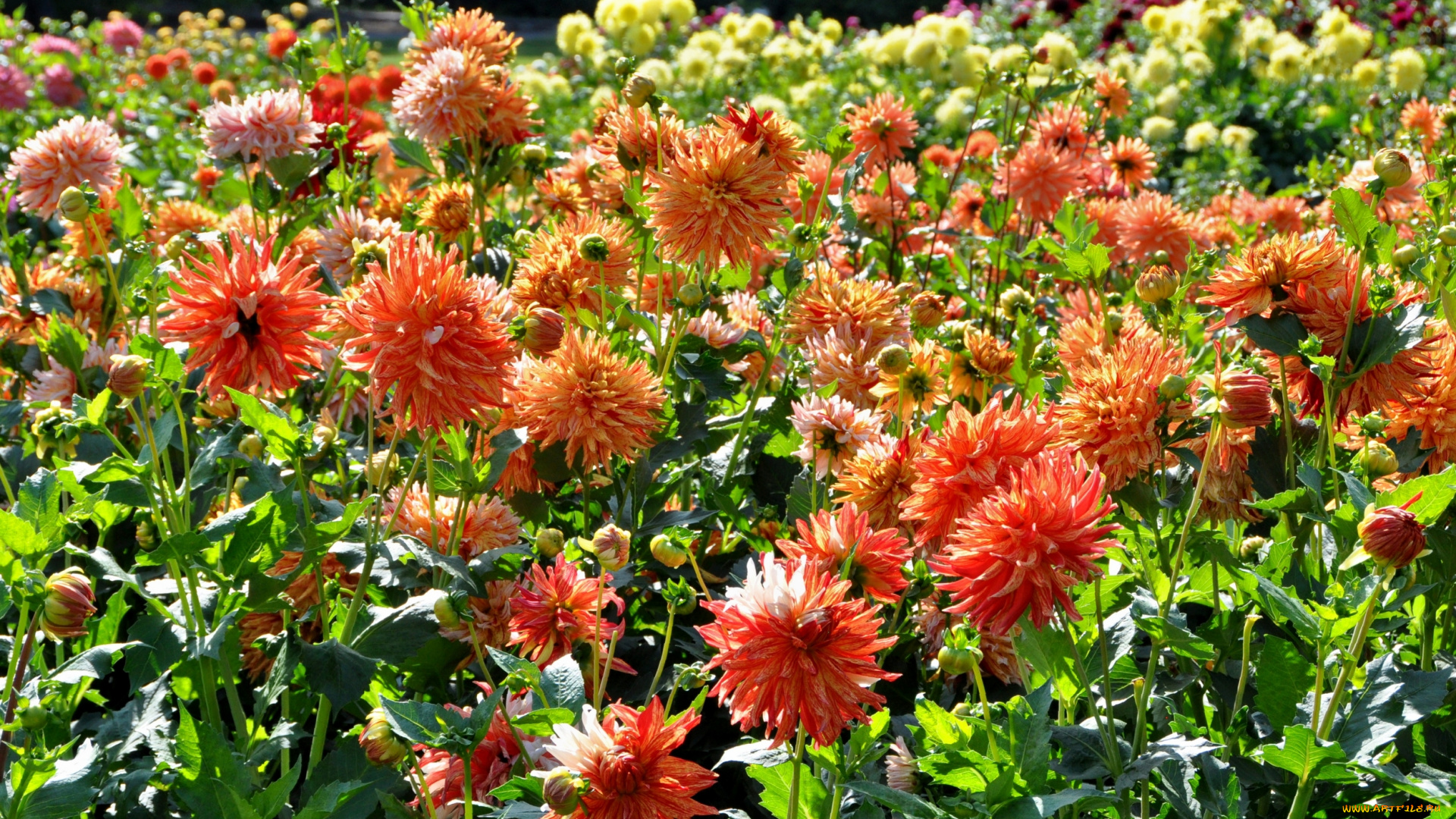 цветы, георгины, цветение, цветок, флора, георгина, растение, природа, красота, ярко