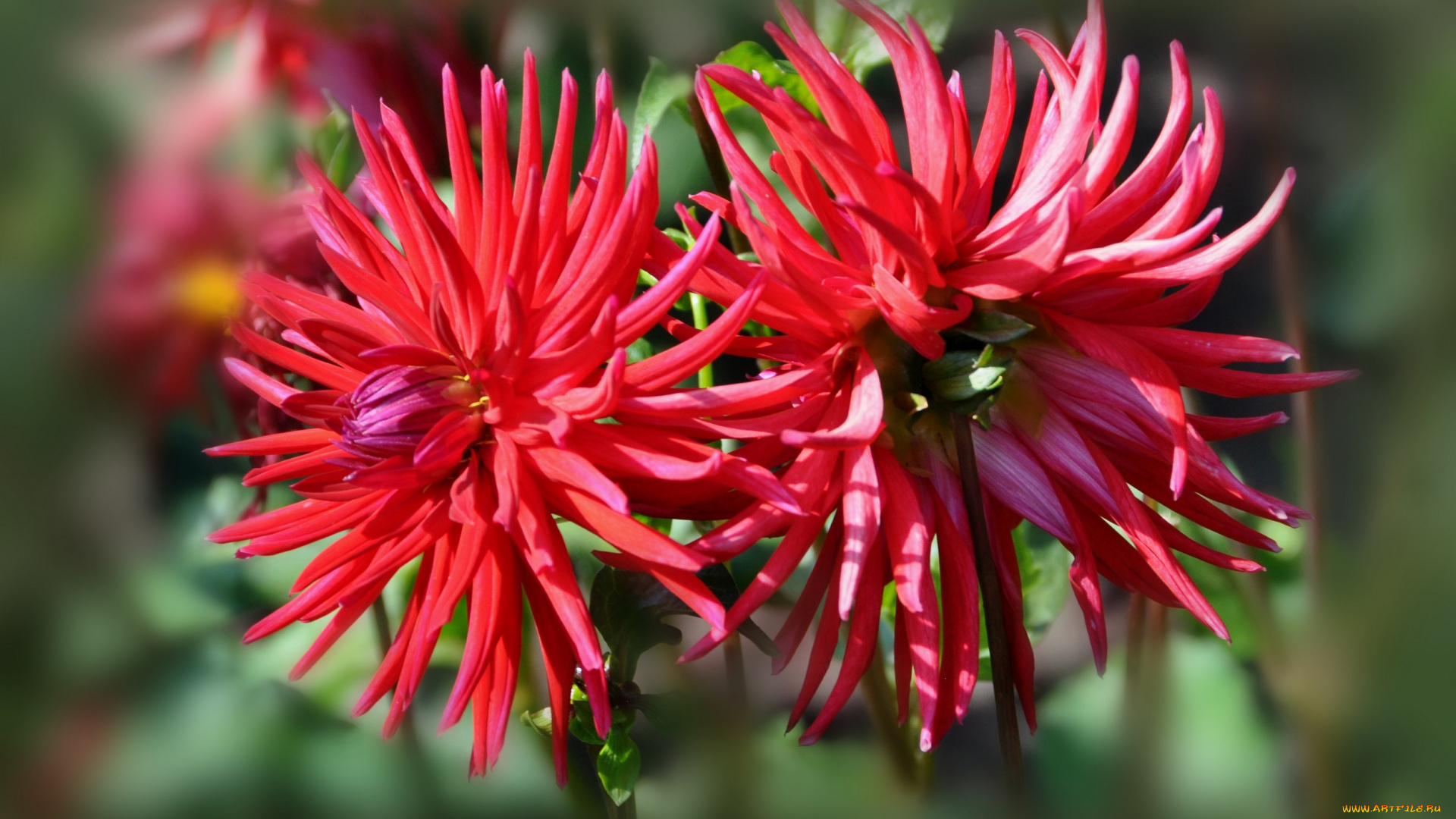 цветы, георгины, цветение, цветок, красота, природа, флора, георгина, растение, ярко