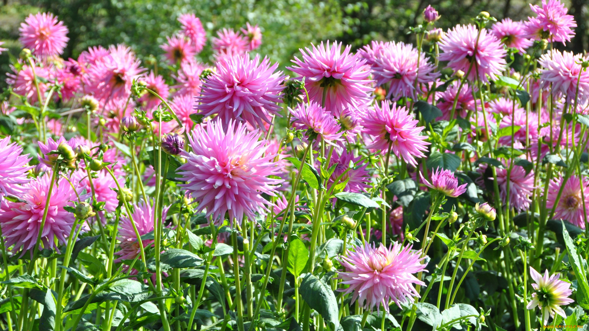 цветы, георгины, цветок, флора, георгина, растение, ярко, красота, природа, цветение