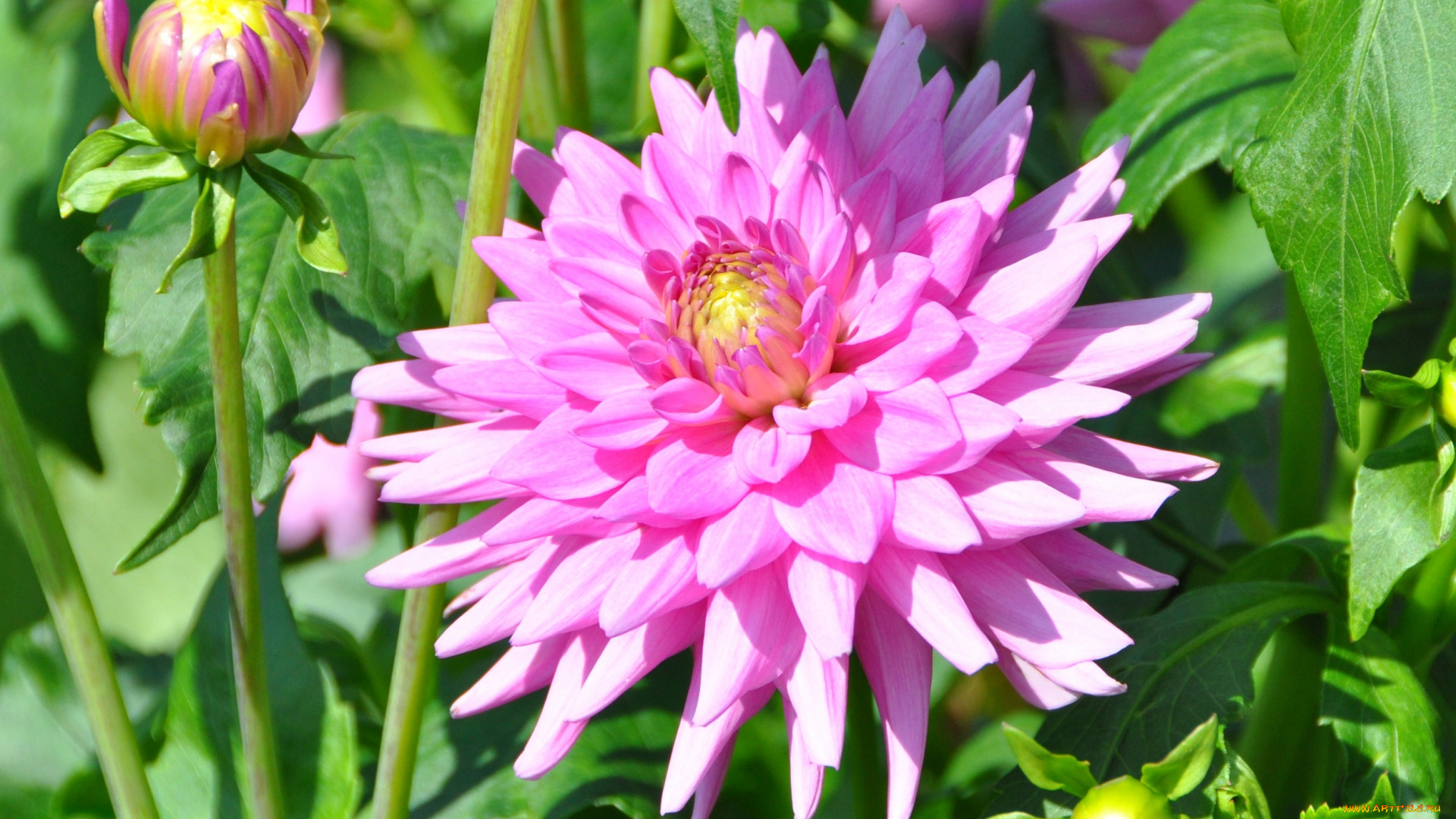 цветы, георгины, цветок, красота, природа, цветение, флора, георгина, растение, ярко