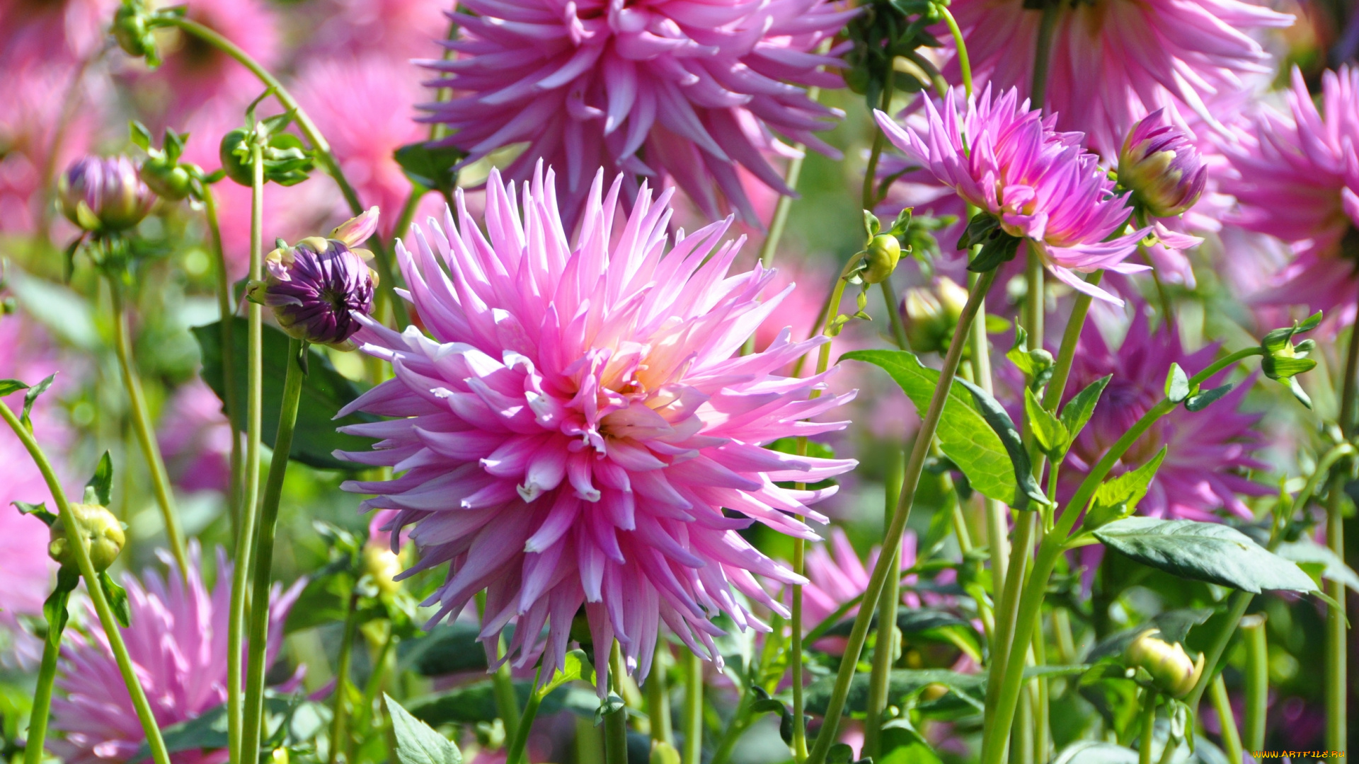 цветы, георгины, флора, георгина, растение, ярко, красота, природа, цветение, цветок