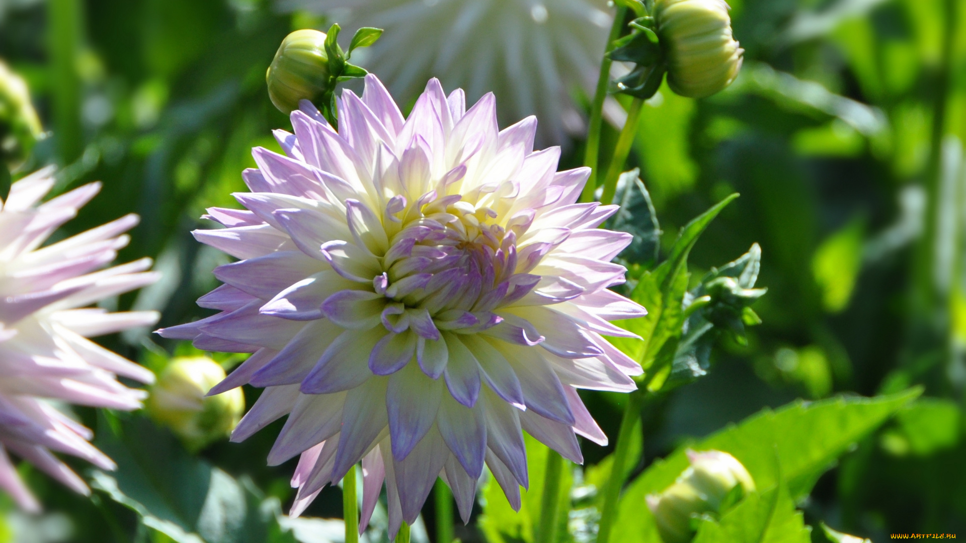 цветы, георгины, флора, ярко, растение, георгина, цветение, природа, красота, цветок