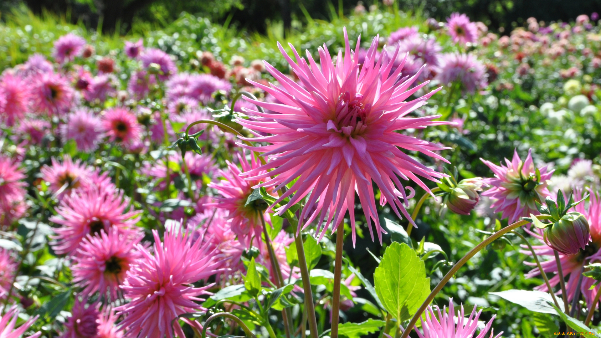 цветы, георгины, красота, цветение, цветок, флора, георгина, растение, природа, ярко