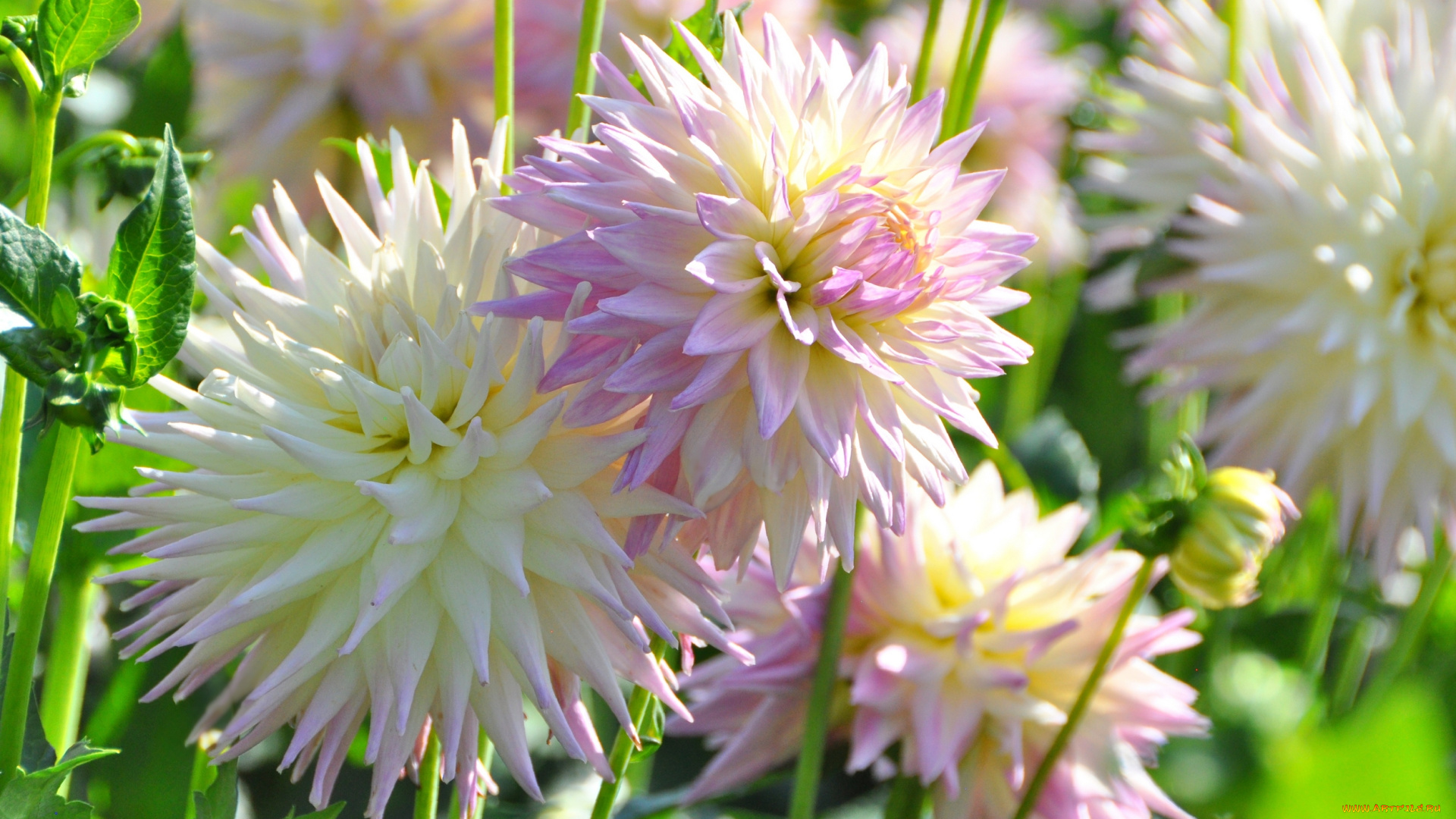 цветы, георгины, красота, цветение, природа, цветок, флора, георгина, ярко, растение