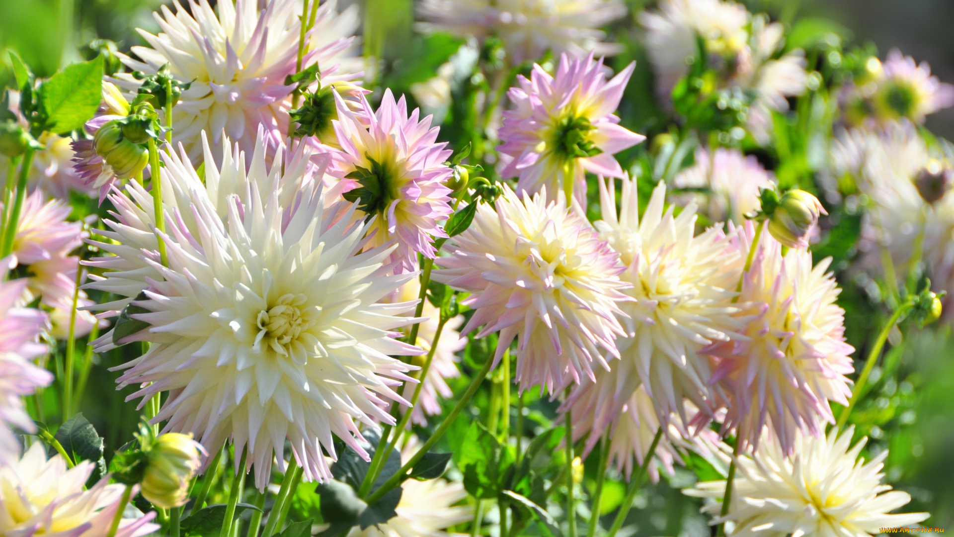 цветы, георгины, красота, цветение, природа, цветок, флора, растение, георгина, ярко